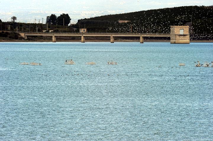 Biviere di Lentini 23.1.2011 (164).jpg